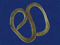 藏品(盲蛇)的圖片